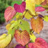 Flame Thrower® Redbud Tree