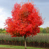 Flashfire® Maple Tree