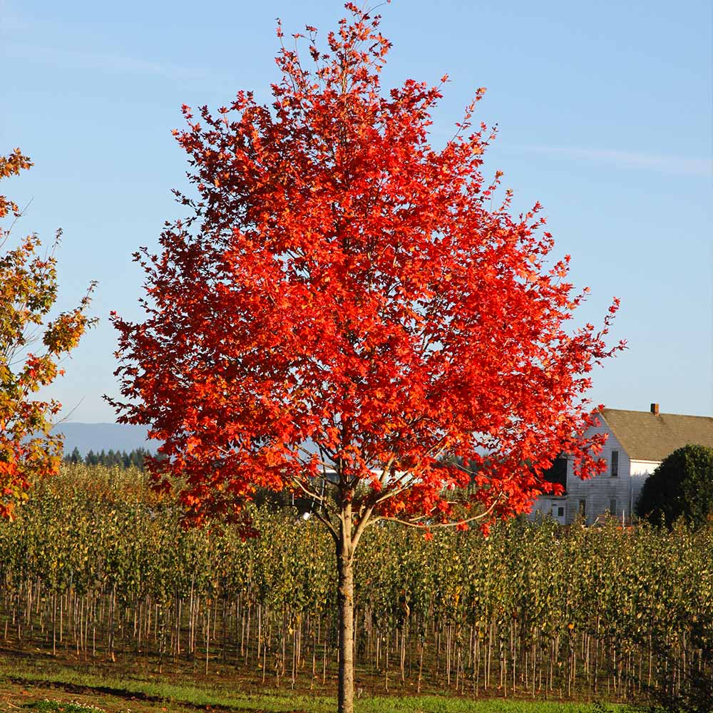 Flashfire® Sugar Maple