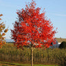 Flashfire® Maple Tree