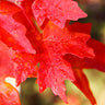 Flashfire® Maple Tree