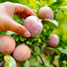 Flavor King® Pluot Tree