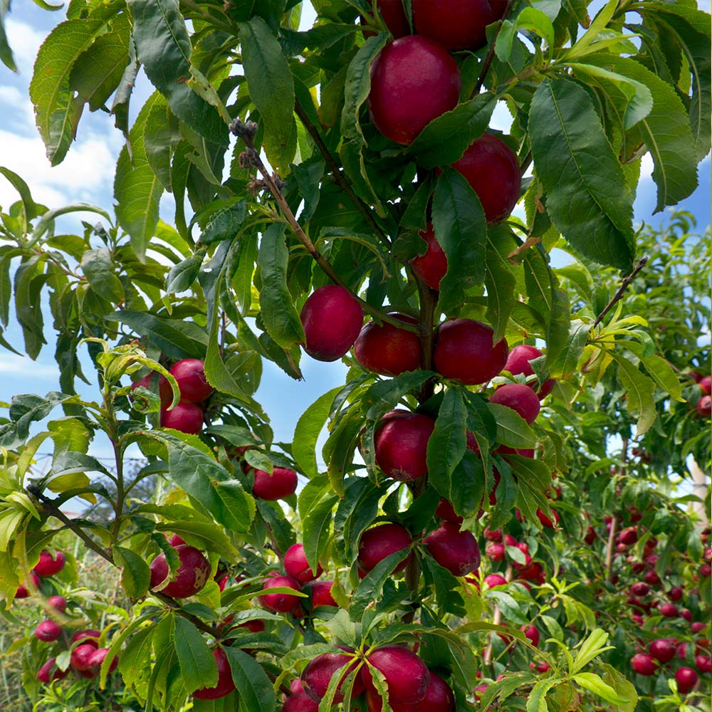 nectarine tree