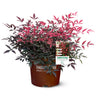 Flirt™ Nandina Shrub