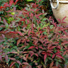 Flirt™ Nandina Shrub