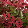 Flirt™ Nandina Shrub