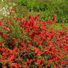 Flowering Quince