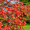 Flowering Quince