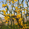 Hardy Orange 'Flying Dragon' Tree