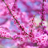 Forest Pansy Redbud