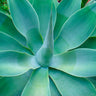 Fox Tail Agave