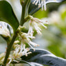 Fragrant Sweetbox Shrub