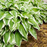 Francee Hosta