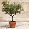 Frantoio Olive Tree