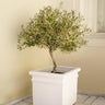 Frantoio Olive Tree