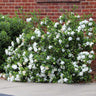 Frost Proof Gardenia Shrub