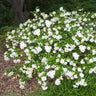 Frost Proof Gardenia Shrub