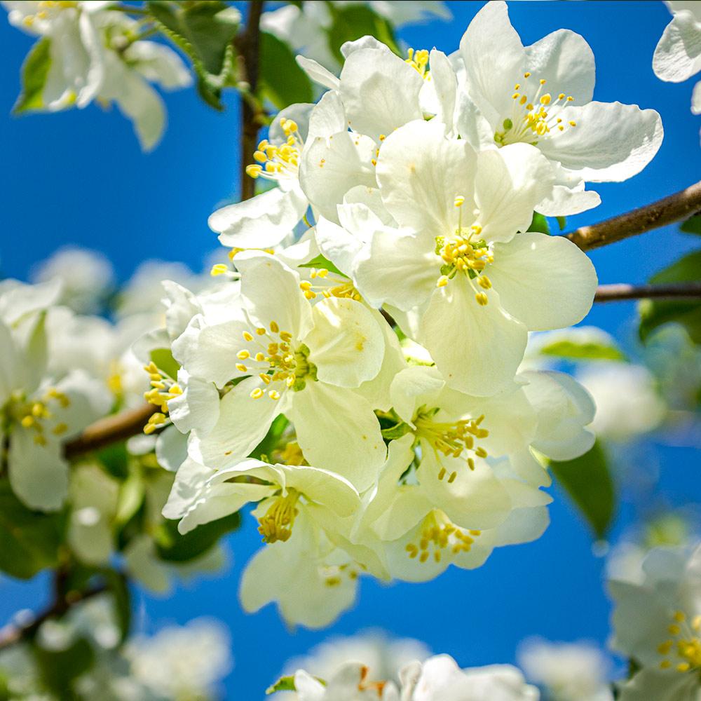 Fuji Apple Tree – Green Thumbs Garden