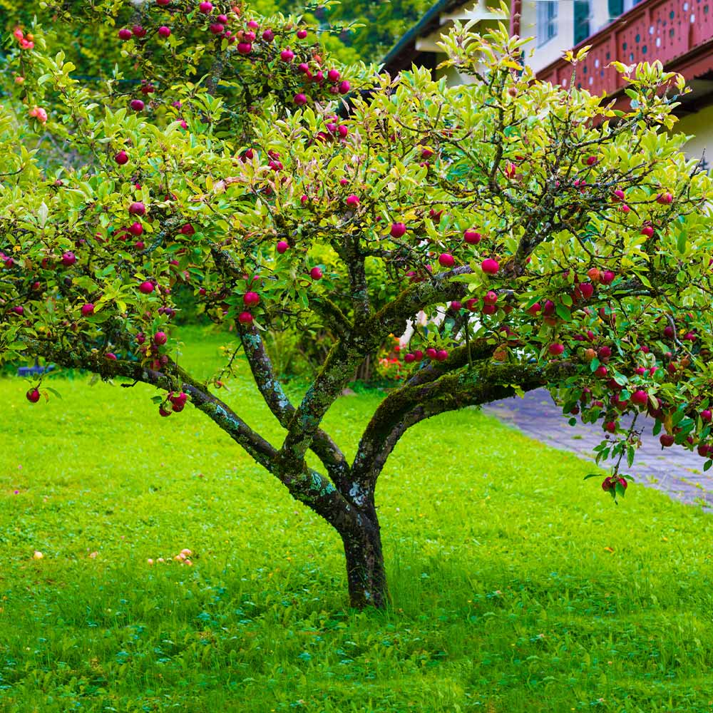 Garden & Grove 3 ft. Fuji Apple Tree with Expectional Fruit & Pollinating Capabilities