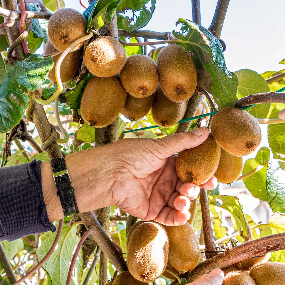 Buy Kiwi Seeds Online - Grow Your Own Fresh Kiwi Fruits