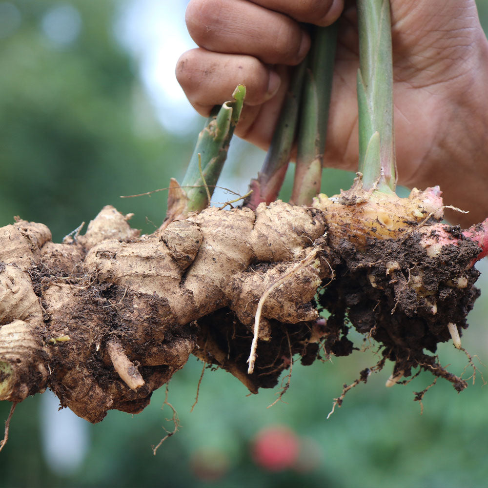 Ginger  Description, Plant, Spice, Rhizome, Uses, Flavor, & Facts