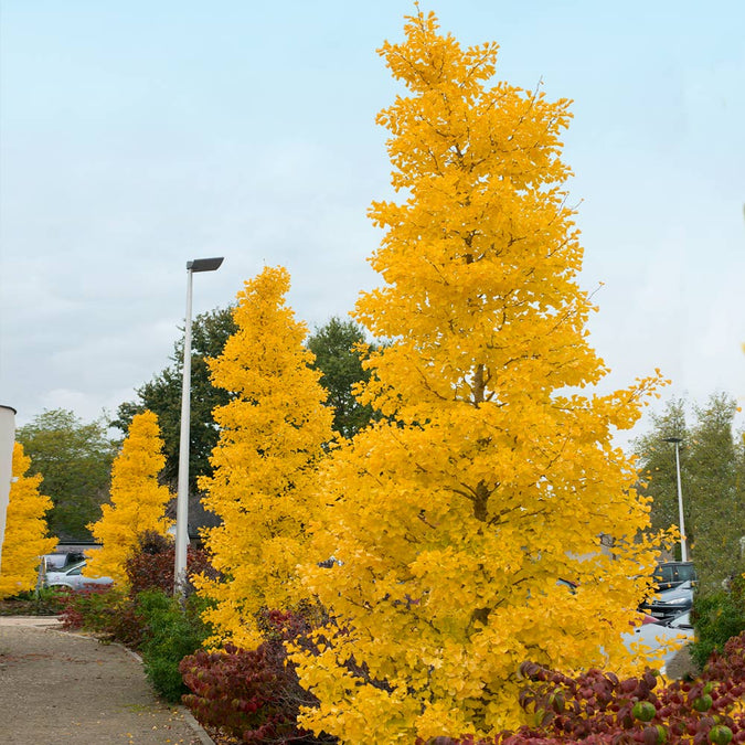 Goldspire Ginkgo Trees for Sale – FastGrowingTrees.com