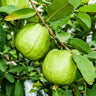 Guava Tree 'Ruby Supreme'