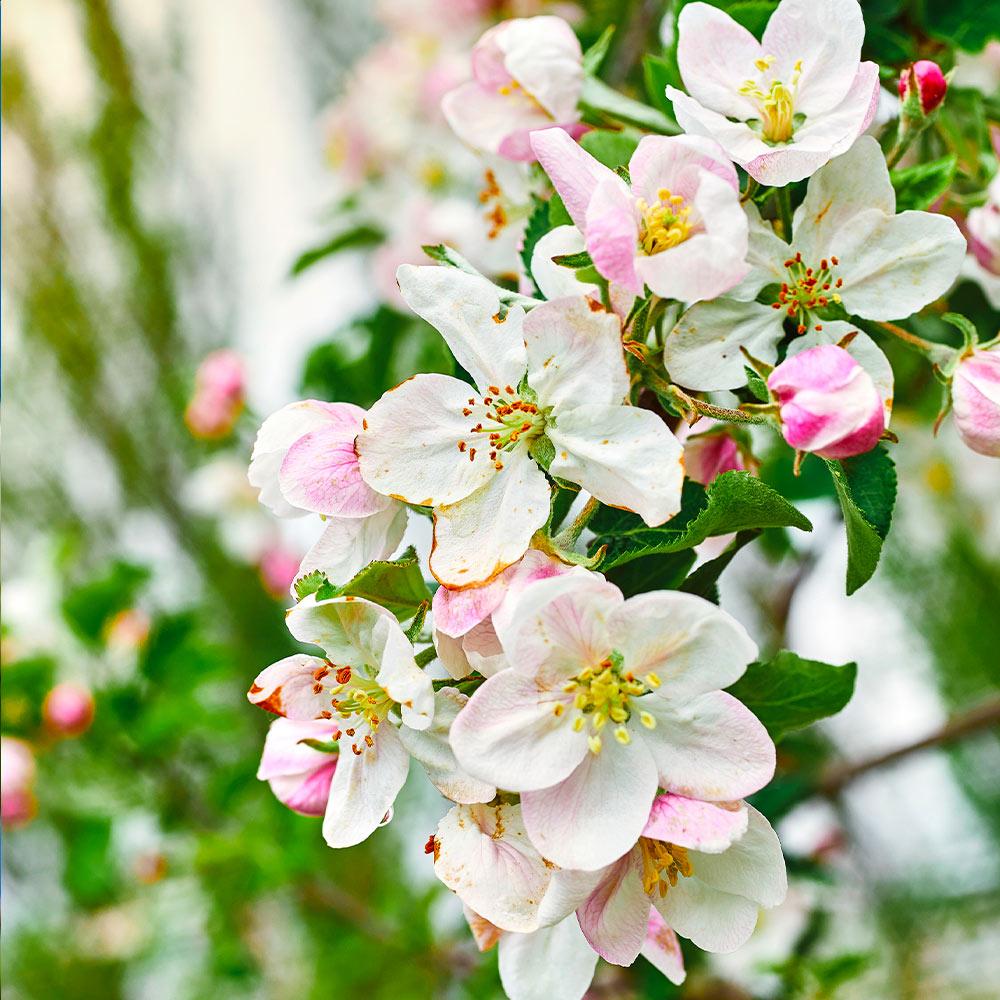 Gala Apple Trees for Sale at Arbor Day's Online Tree Nursery - Arbor Day  Foundation
