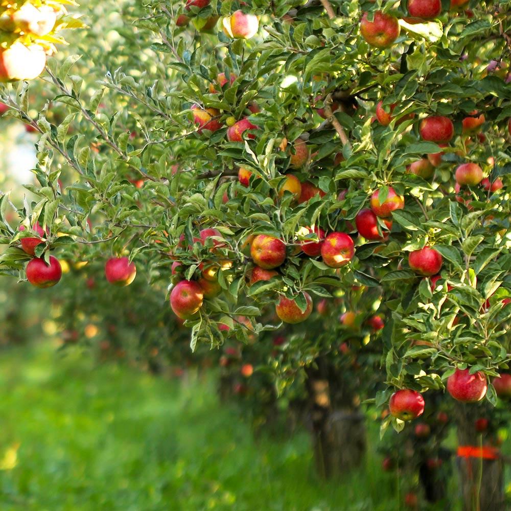 Gala Apple Tree  Grow Organic Apples At Home - 3-4 Feet - PlantingTree