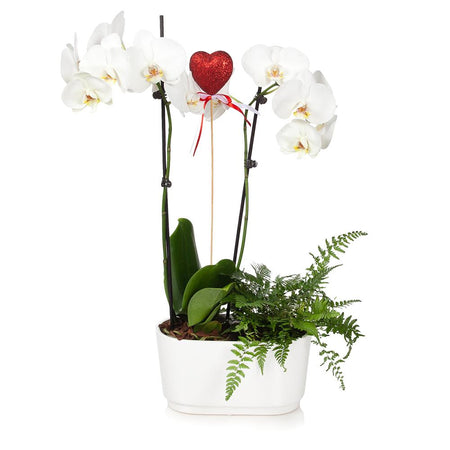 Gianna White Orchid And Fern Gift Plants For Sale Fastgrowingtrees Com