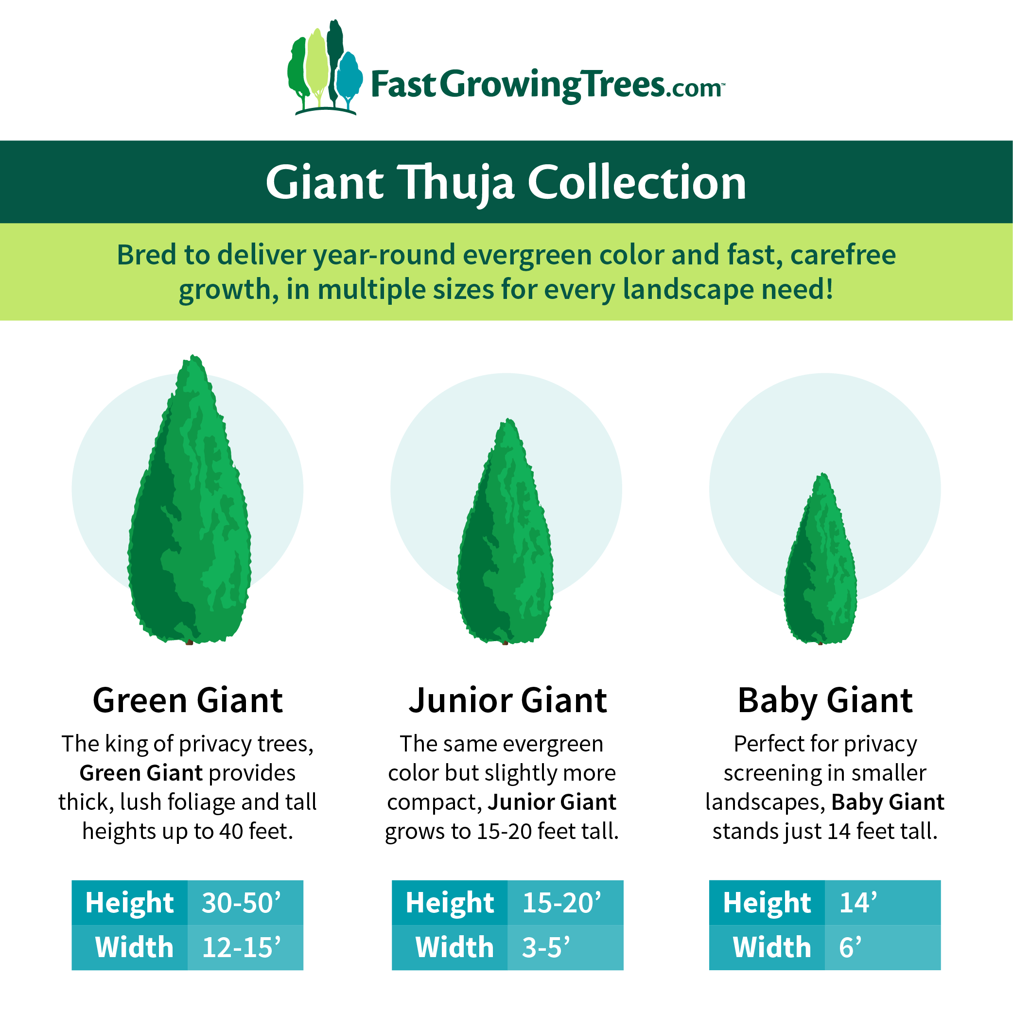 Junior Giant Thuja Trees for Sale