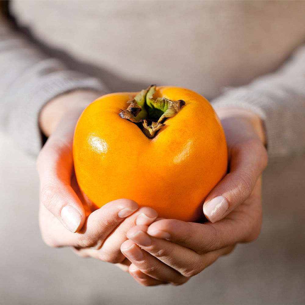 Giant Fuyu Persimmon Tree