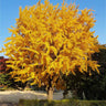 Ginkgo Tree