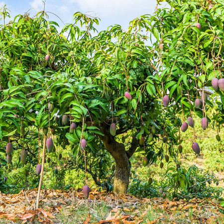 mango indica mangifera fastgrowingtrees canopy