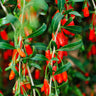 Goji Berry