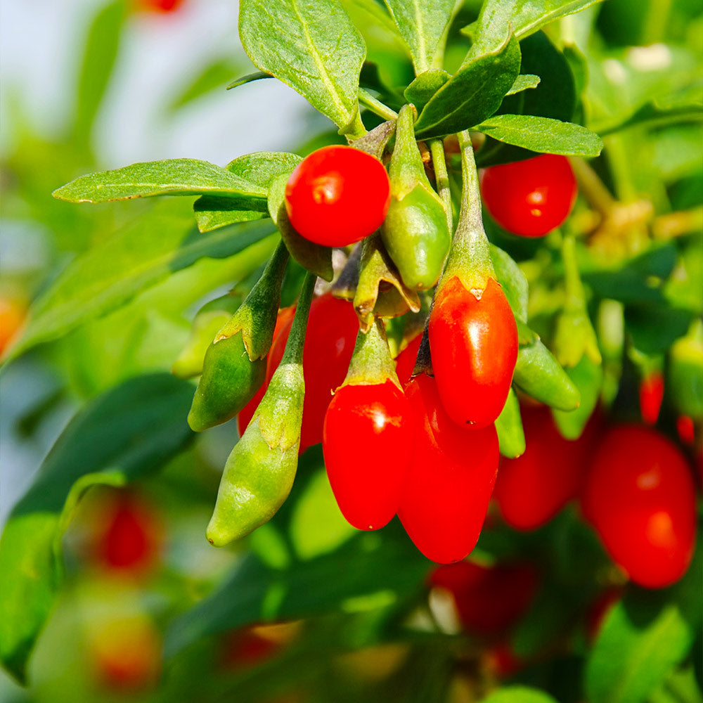 Goji Plants Berry Sale for