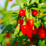 Goji Berry