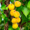 Gold Kist Apricot Tree