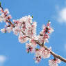 Gold Kist Apricot Tree