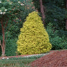 Gold Mop Cypress