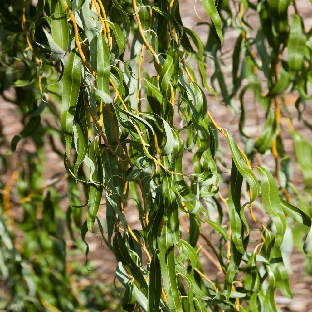 Golden Corkscrew Willow Branches