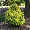 Golden Euonymus Shrub