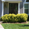 Golden Euonymus Shrub