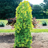 Golden Falls® Redbud Tree