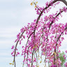 Golden Falls® Redbud Tree