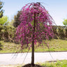 Golden Falls® Redbud Tree