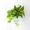 Golden Pothos