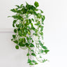 Golden Pothos