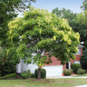 Golden Raintree