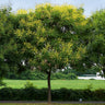 Golden Raintree